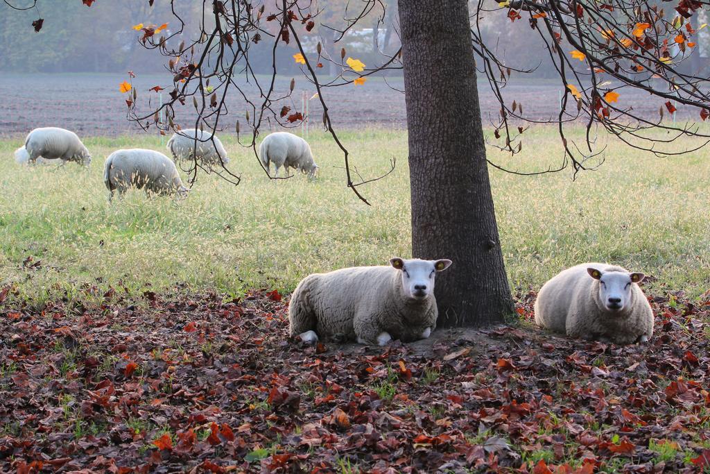 Agriturismo Il Torrione Pinerolo Bagian luar foto